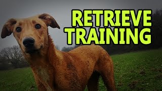 Puppy retrieve training 6 month old [upl. by Hayikat]