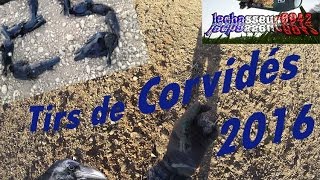 Tir de nombreux corvidés 2016 [upl. by Nagiem]