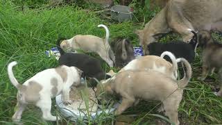 feeding our puppies yummy rice and soup [upl. by Erbua]