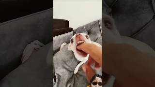 mreviatar chihuahua dog funny puppy pets cuteanimal catvaccination cat comedy [upl. by Viola]