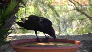 Crow eating lizard jerky [upl. by Schnapp967]