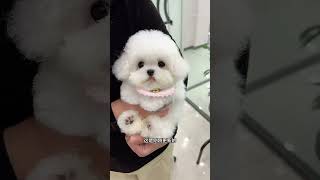 Here is a cute and sweet Korean Bichon Frise for you It looks like a baby Korean Bichon Frise [upl. by Eyram]