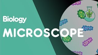 How to use a Microscope  Cells  Biology  FuseSchool [upl. by Farica]