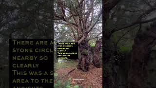 The Fortingall Yew Tree A 5000 year old tree in Perthshire Scotland [upl. by Tica451]