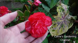 preparing tuberous begonias for winter dormancy tuberous begonias [upl. by Edieh]