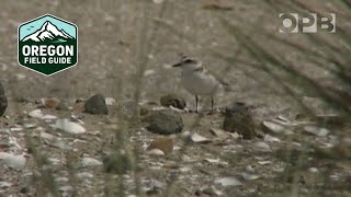 The Bulldozers Are Here to Save the Snowy Plover  Oregon Field Guide [upl. by Atirac]