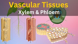 Complex Permanent Tissue  Hindi  Xylem  Phloem  Structural Organisation In Plants  Biology [upl. by Taite728]