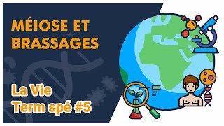 Méiose et brassages SVT  LA VIE Term spé 5  Mathrix [upl. by Hadrian]