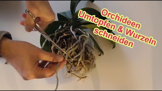 Orchideen richtig umtopfen  Wurzeln schneiden amp kürzen  Orchidee Wurzelschnitt amp Pflege Anleitung [upl. by Itirahc319]