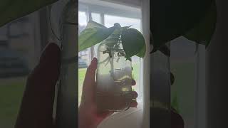 🪴5 super easy to grow houseplants 🪴 houseplants indoorplants plants monstera philodendron [upl. by Kliman]