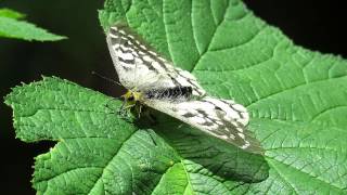 Female Clodius Parnassian Parnassius clodius [upl. by Johannessen]