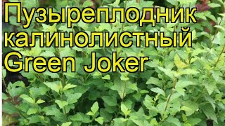 Пузыреплодник калинолистный Зеленый Джокер Краткий обзор physocarpus opulifolius Green Joker [upl. by Beka239]