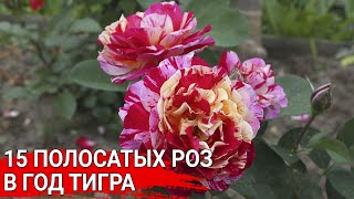 15 полосатых роз в год Тигра [upl. by Rosane]