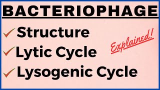 Lytic and Lysogenic Cycle Differences  Bacteriophage Replication Structure Life Cycle Notes Diagram [upl. by Purse889]