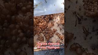 Trigona clypearis topinganshort [upl. by Nnylcaj]