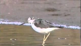 Common Greenshank Tringa nebularia [upl. by Nwahc987]