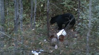 Wisconsin Black Bear With a Bow Crazy loud Death Moan [upl. by Eelyek442]