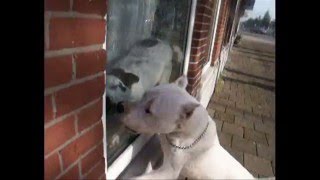 Dogo Argentino attacks  Dog Fight [upl. by Sybille]