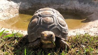 Life for a Redfoot tortoise is grand redfoot habitat enclosures nature [upl. by Asiela]