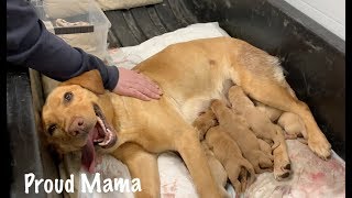 Puppies Being Born Natural Birth Highlights from Our Dogs First Litter [upl. by Ahsitul]