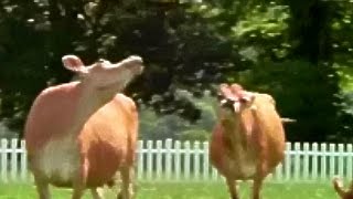 Anchor Butter Presents Cow Soccer TV Commercial HD [upl. by Lorac]