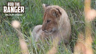 Lion Cubs Go To Drink Milk  Lalashe Maasai Mara Safari [upl. by Aititel]