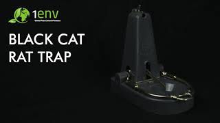 Black Cat Rat Trap [upl. by Eixel]