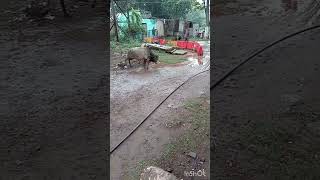 Desi Bull fighting  देसी सांड yt youtube viral short video dance bull fight funny natural [upl. by Hernardo426]