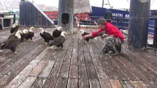 amazing eagles in dutch harbor [upl. by Favrot839]