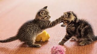 20 Minutes of Adorable Kittens 😍  BEST Compilation [upl. by Asennav761]