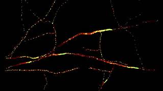 Nuclear comets in mycelium of the fungus Neurospora crassa [upl. by Seem]