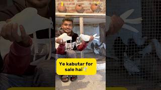 Ye kabutar for sale hai🕊️ petlover minivlog pigeonvlogger pigeon kabutarvlog kabutar viral [upl. by Hagen]