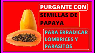 🔴 Cómo Se Utiliza la SEMILLA de PAPAYA para los PARÁSITOS  Como se prepara el PURGANTE de PAPAYA [upl. by Valleau]