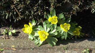 Winterling Eranthis hyemalis [upl. by Morvin]