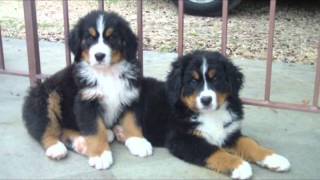 BOVARO DEL BERNESE CUCCIOLI [upl. by Wellington]