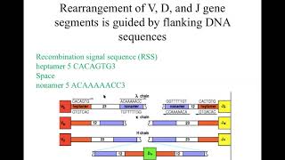 Immunogenetics part 1a [upl. by Eciuqram128]