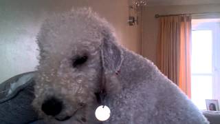 Bedlington Terrier Barking [upl. by Elish]