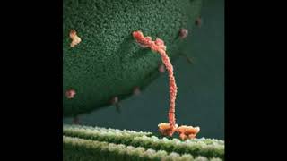 Kinesin Walking to Bee Gees  Stayin Alive [upl. by Verity]