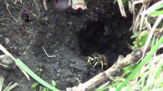 Downy Yellow Jacket Nest Vespidae Vespula flavopilosa in Rodent Burrow [upl. by Eddi]