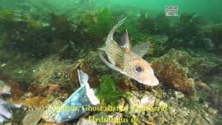 Spotted Ratfish or Chimaera  Hydrolagus colliei  British Columbia Canada [upl. by Devin]