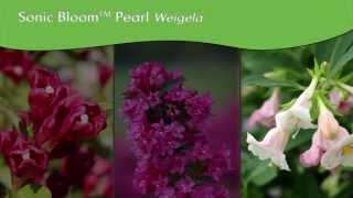 Proven Winners® Gardener Channel Proven Winners® Sonic Bloom™ Weigela [upl. by Avruch]