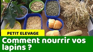 Comment nourrir vos lapins et varier leur alimentation [upl. by Ynitsed40]