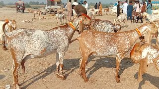 madrasa bakra Mandi latest update makhi cheeni baccho wali bakriyan Ajmal TV Hasilpur [upl. by Kassel124]