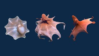 3 Species of Cirrate Octopuses  Cirroteuthidae Family Octopuses [upl. by Sucramej]