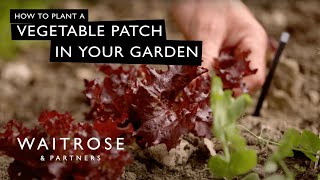 How To Plant A Vegetable Patch In Your Garden  Waitrose [upl. by Ramu]