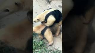 3577 Adorable anteaters stack up in eastern China zoo [upl. by Aitropal948]