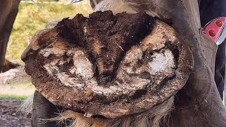 This Horse is Massive Massive Hoof Restoration  Trimming the Bigest Hooves Ive Seen [upl. by Jotham]