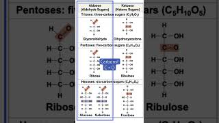 Aldoses vs Ketoses simplified see full lecture biology science [upl. by Artair]