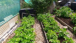 Alans Allotment Video67 Young Pigeon Update and an UNINTENDED 3 Week Early Potato Harvest Not Bad [upl. by Oal552]