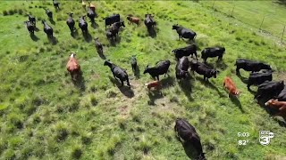 How to protect your livestock during storms [upl. by Conall34]